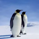 Calendrier pingouin 2021