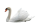 Cygne